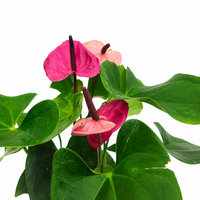 The Plantor