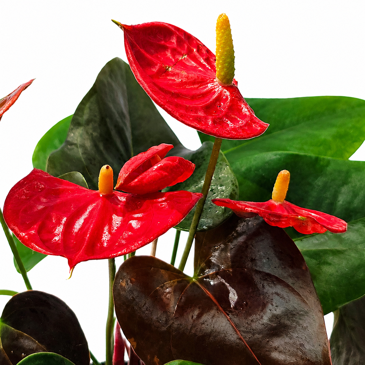 The Plantor