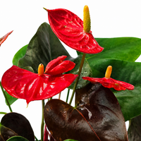 The Plantor