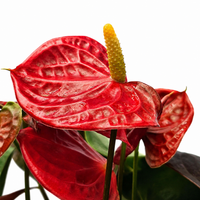 The Plantor