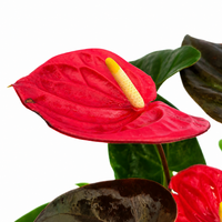 The Plantor