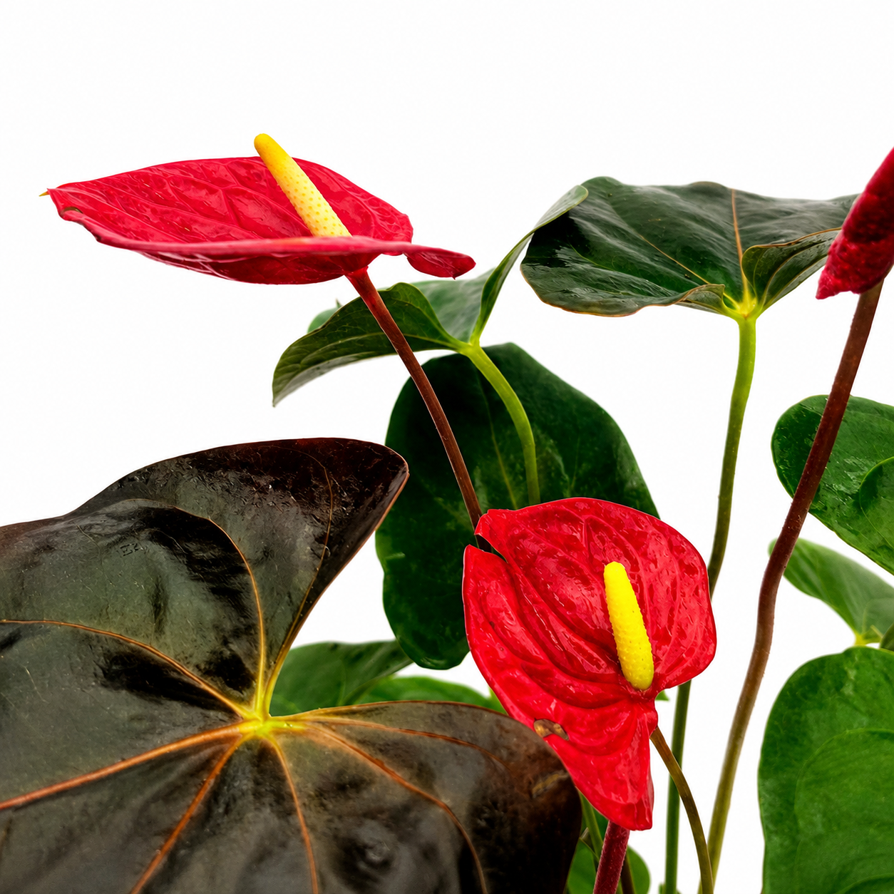 The Plantor
