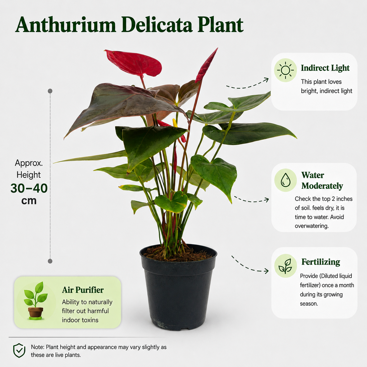 The Plantor