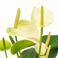 The Plantor