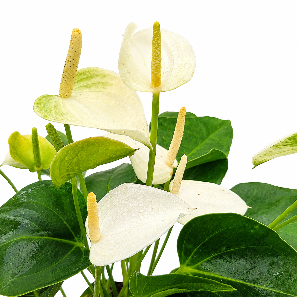 The Plantor