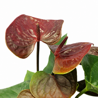 The Plantor