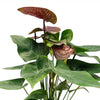 Anthurium Essenia Plant