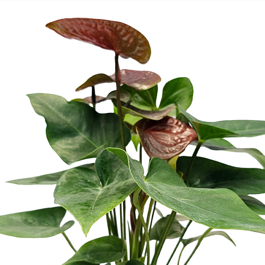 The Plantor