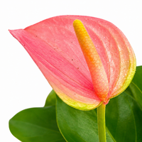 The Plantor