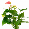 Anthurium Joli Blush Plant