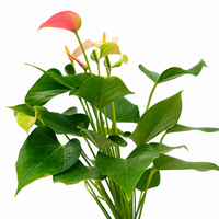 The Plantor
