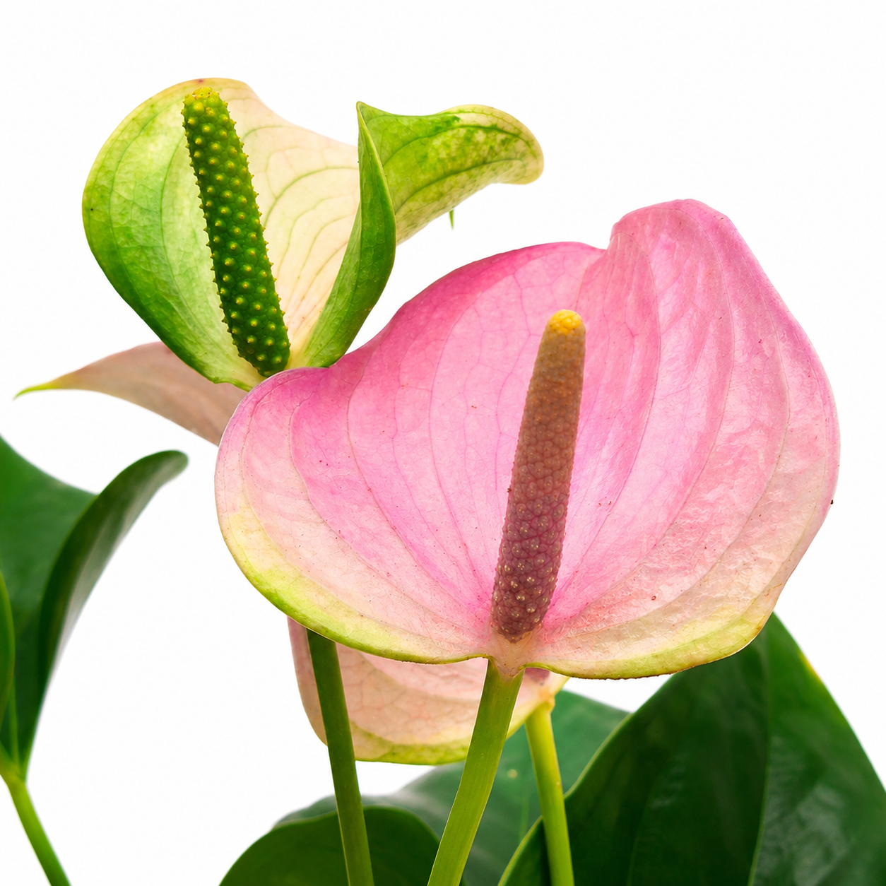 The Plantor