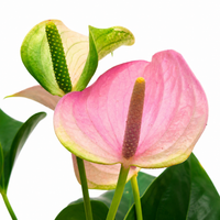 The Plantor