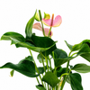 Anthurium Joli Lilla Plant