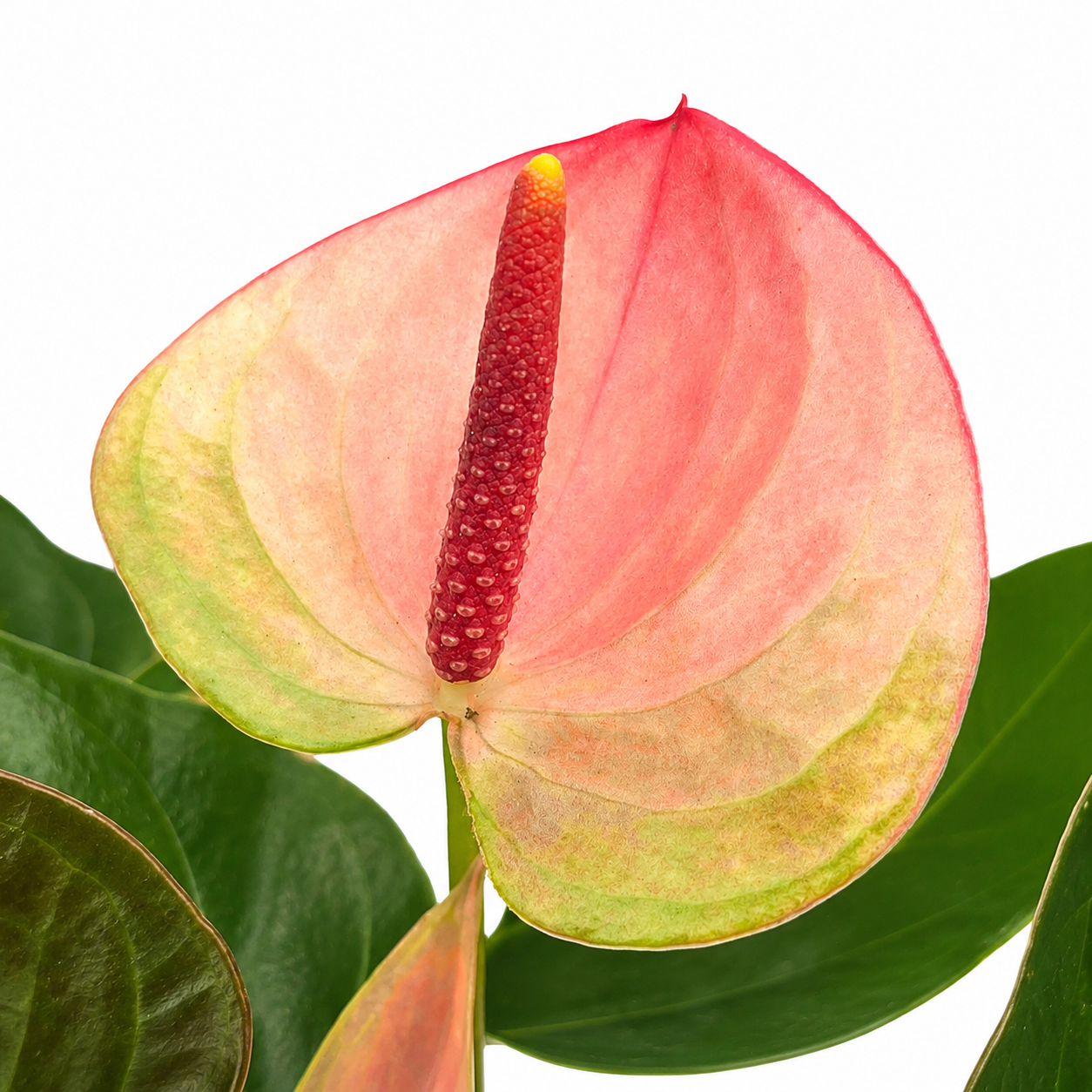 The Plantor