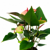 Anthurium Lipa Ultima Plant