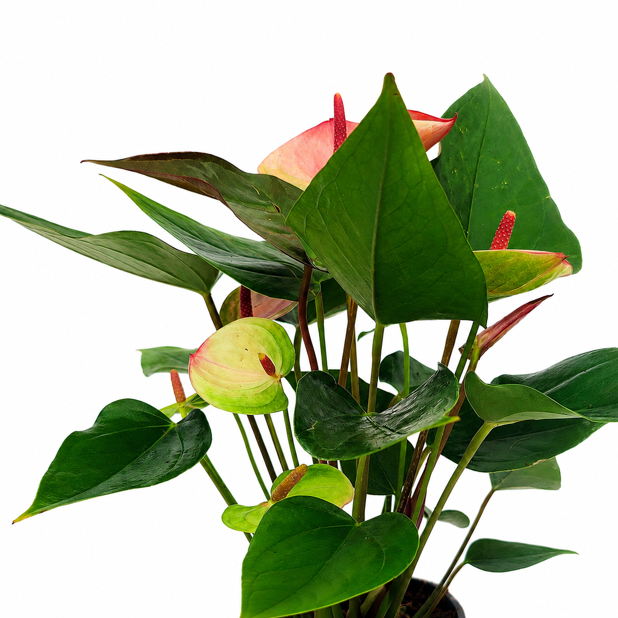 The Plantor