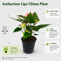 The Plantor