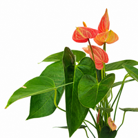 The Plantor