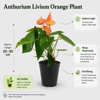 The Plantor