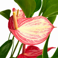 The Plantor
