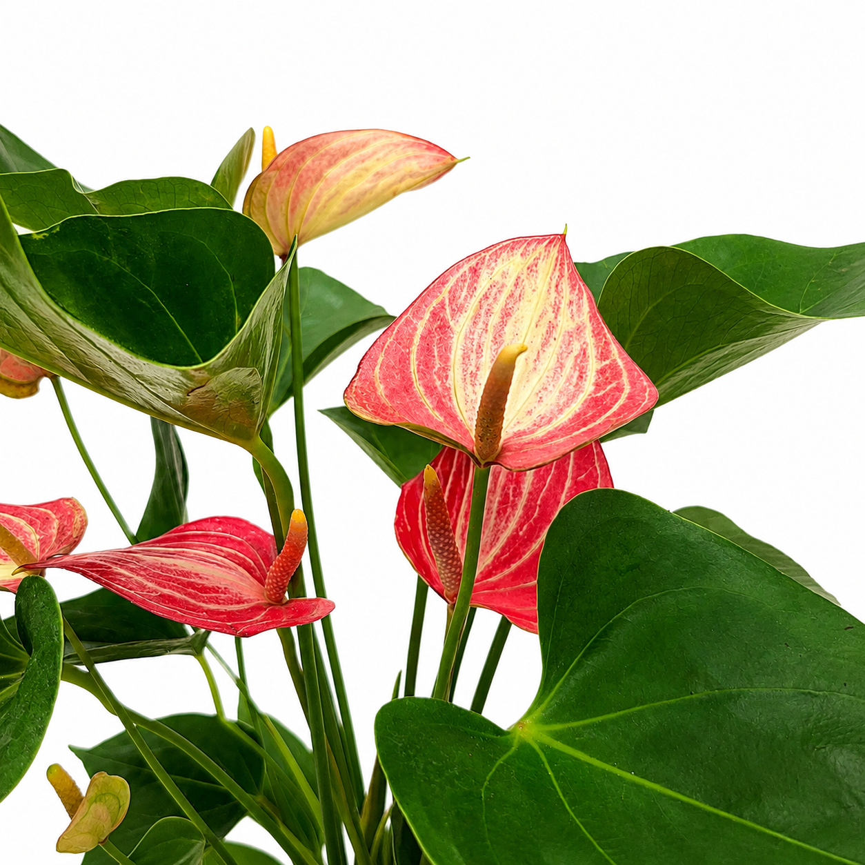 The Plantor