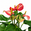 Anthurium Livivam Red Micra Plant