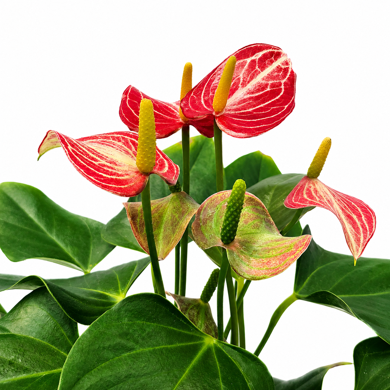 The Plantor