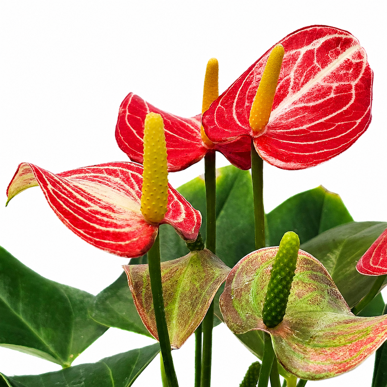 The Plantor