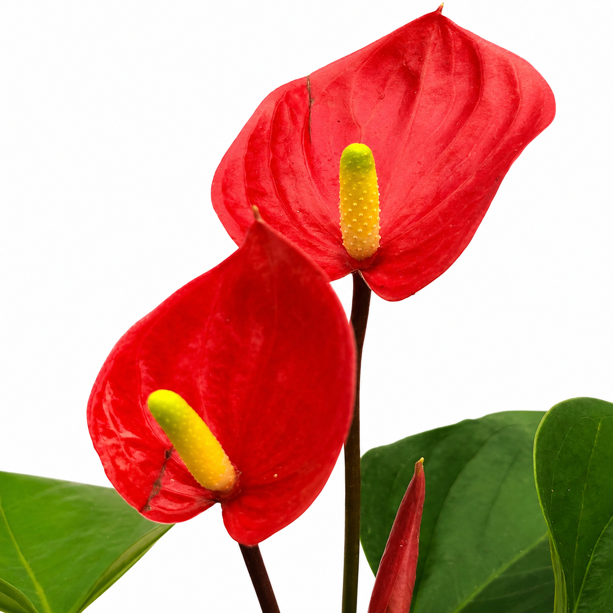 The Plantor