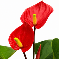 The Plantor