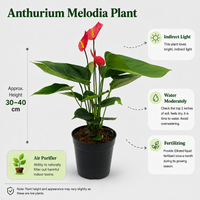 The Plantor