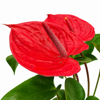 The Plantor