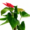 Anthurium Pacenta Red Plant