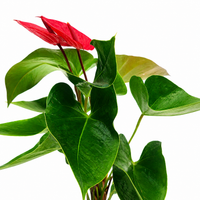 The Plantor