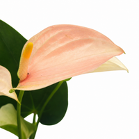The Plantor
