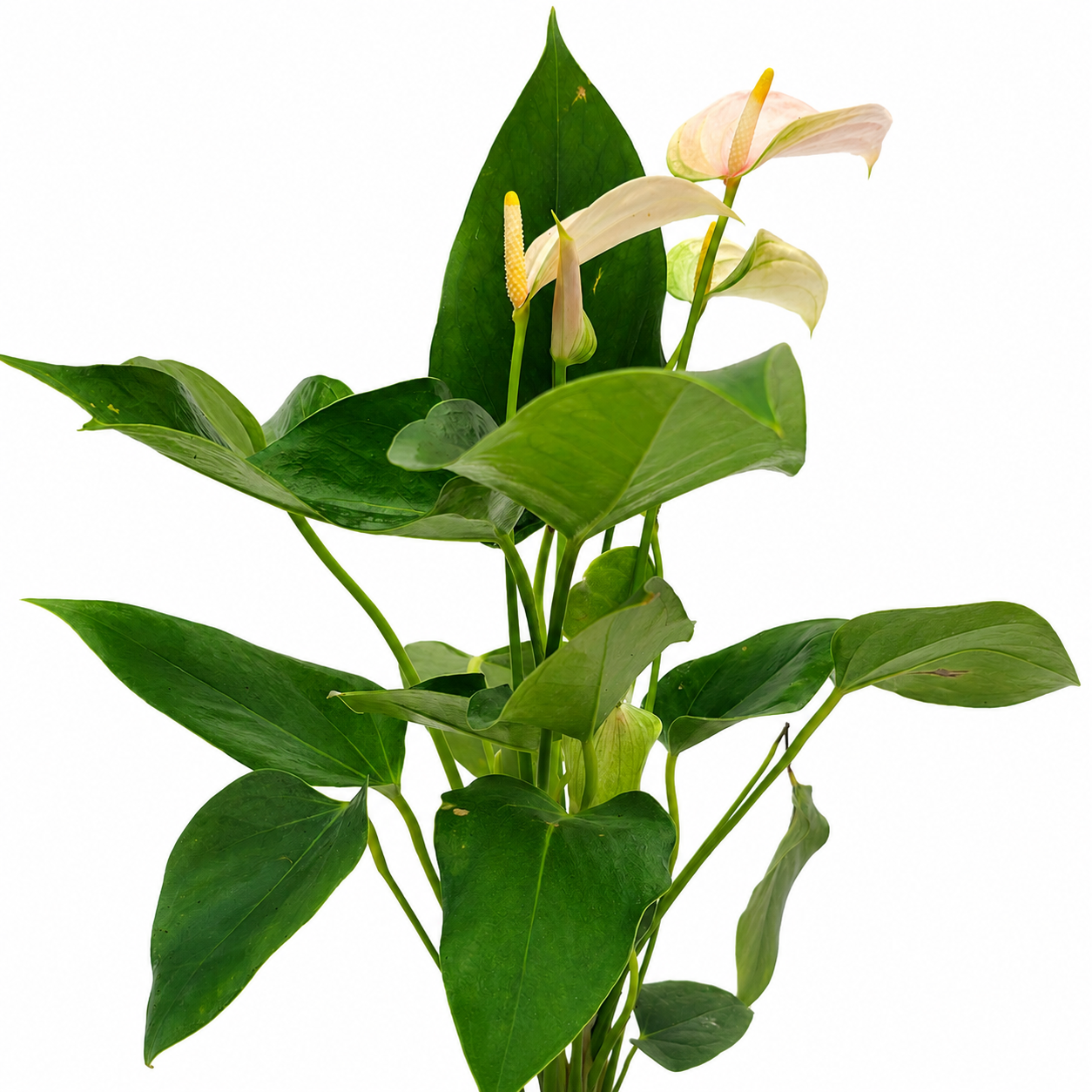 The Plantor