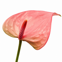 The Plantor