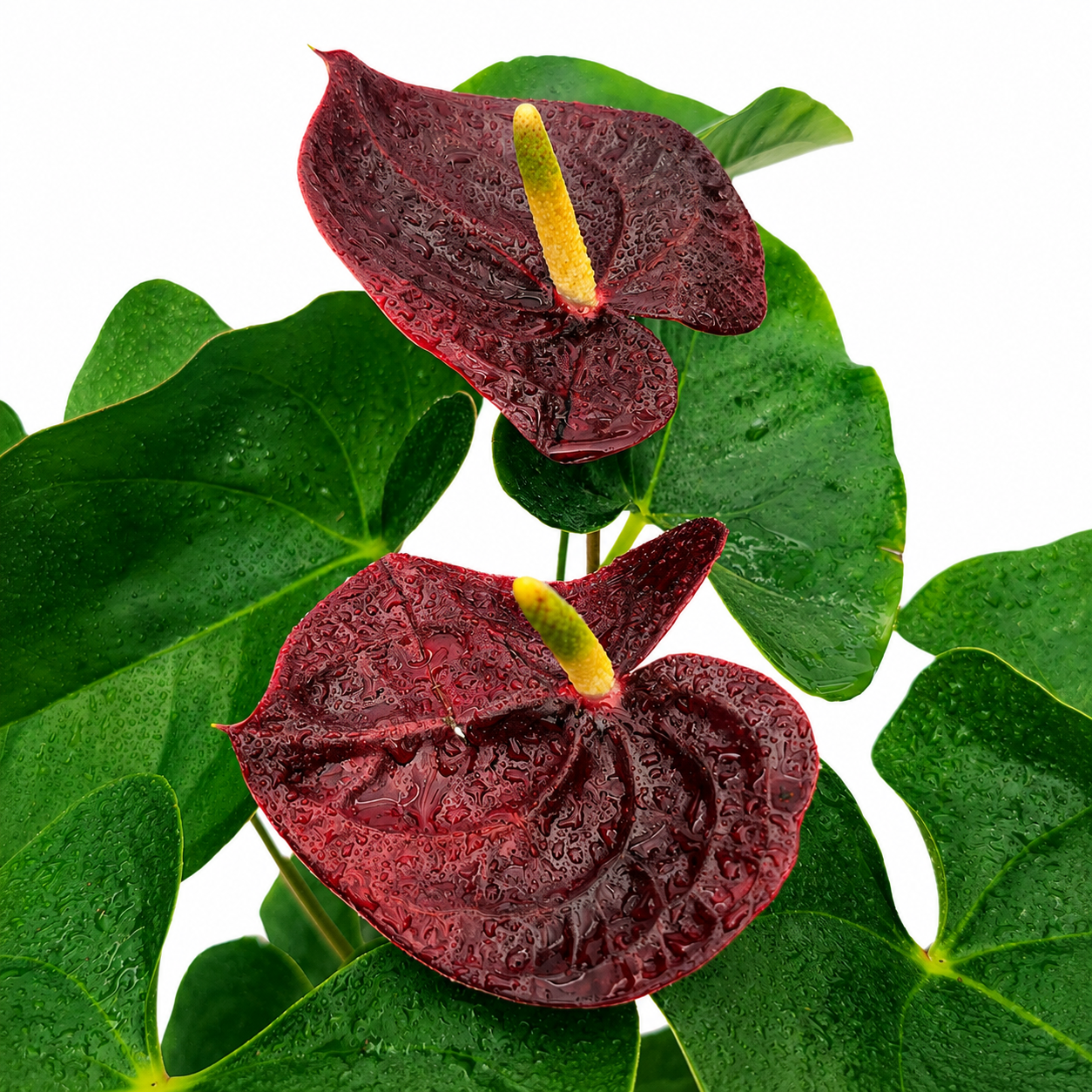 The Plantor