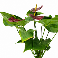 The Plantor