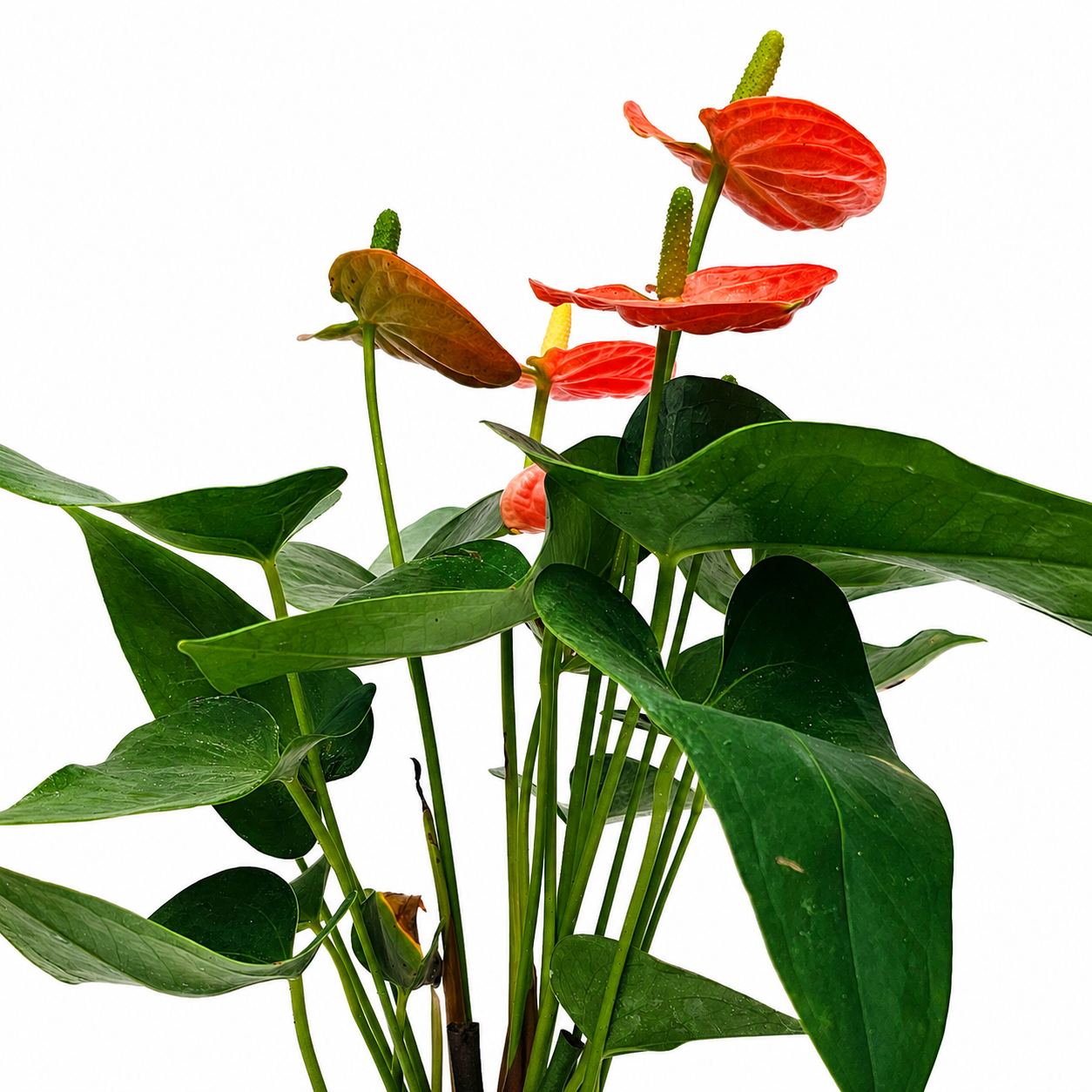 The Plantor