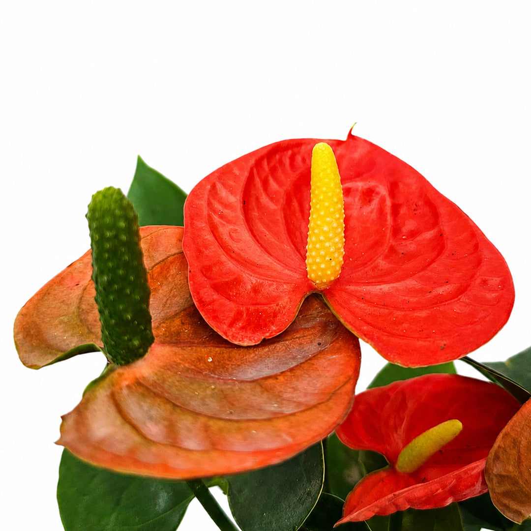 The Plantor