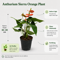 The Plantor