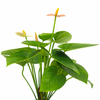 Anthurium Spirit Plant