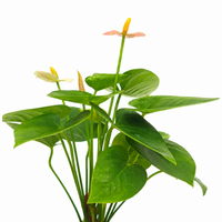 The Plantor