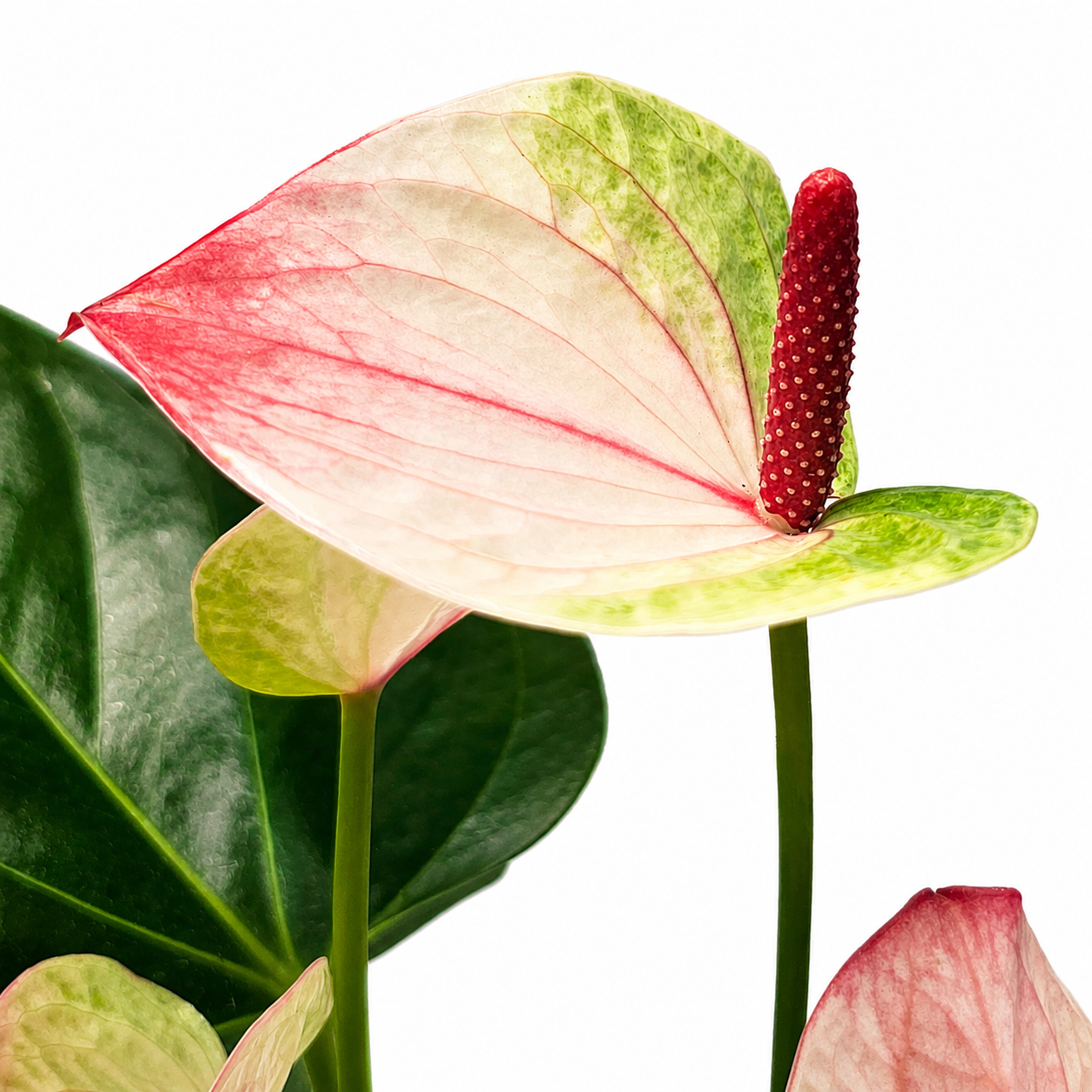 The Plantor