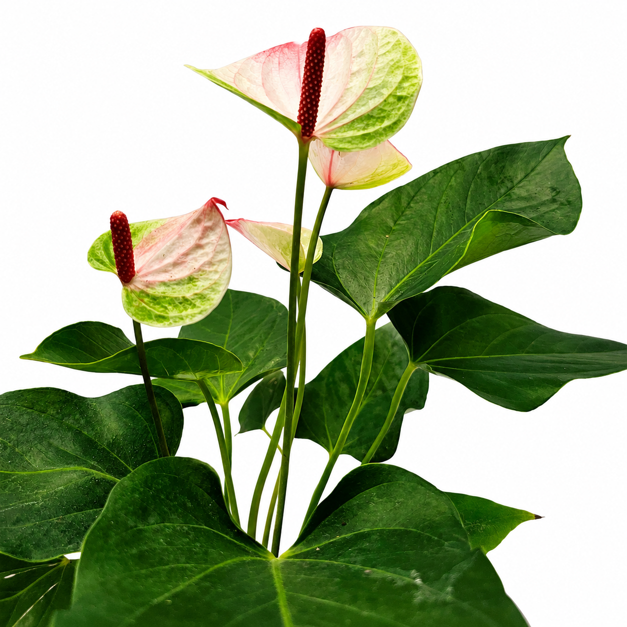The Plantor