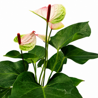 The Plantor