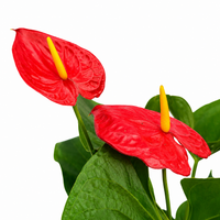 The Plantor