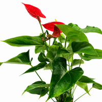 The Plantor